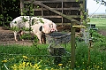 IMG_3930